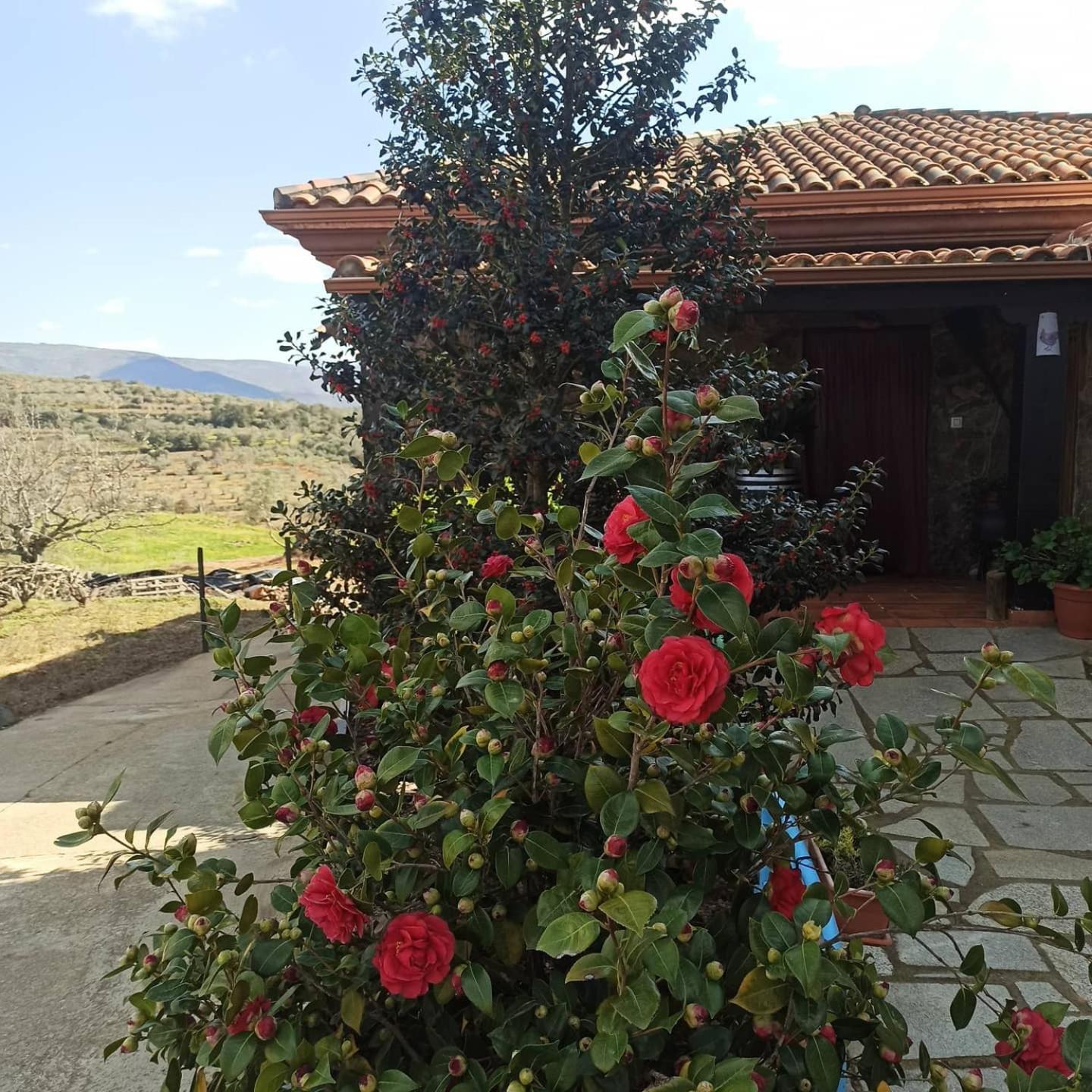 Casa Rural Los Olivos Sotoserrano Esterno foto